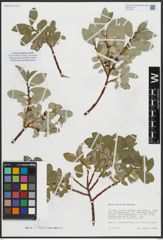 Foto von Salix arctica Pall.